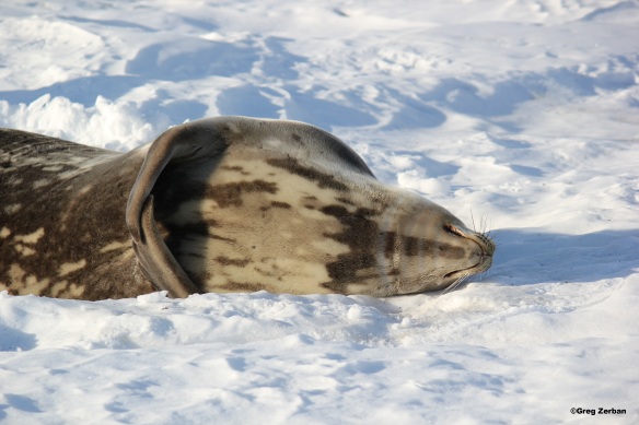 A Weddell Seal lazily basking in the Antarctic sun.  They remind me of sleeping dogs and almost look cute and cuddly... but probably stink of fish.