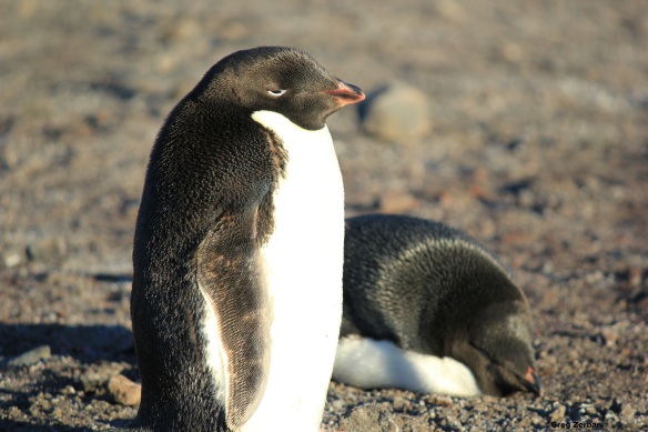 Cute Adelie penguins sleeping on Hut Point in McMurdo Station, Antarctica.  