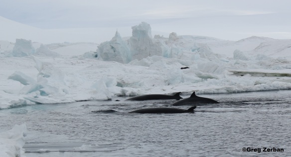 A pod of Minke whales getting ready to dive under the ice near the pressure ridges.  The pressure ridges are caused by the ice shelf pressing against a land mass and causing the ice to buckle.  There are almost always seals nearby due to the cracks that are formed.